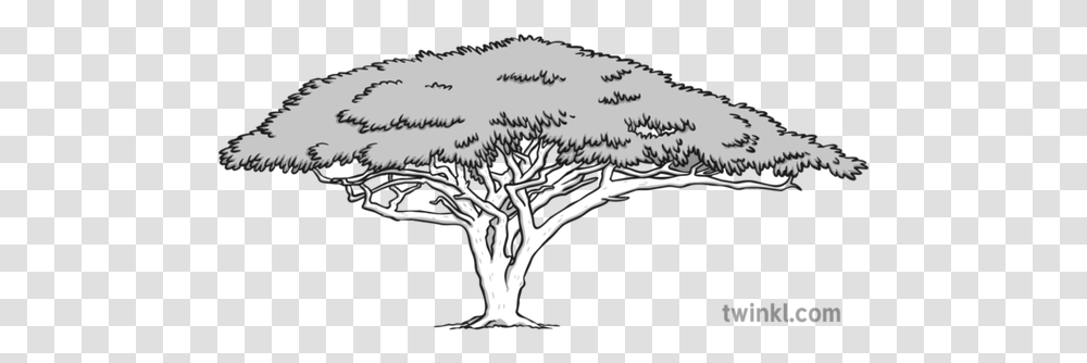 Acacia Tree Black And White 3 Lovely, Drawing, Art, Plant, Doodle Transparent Png