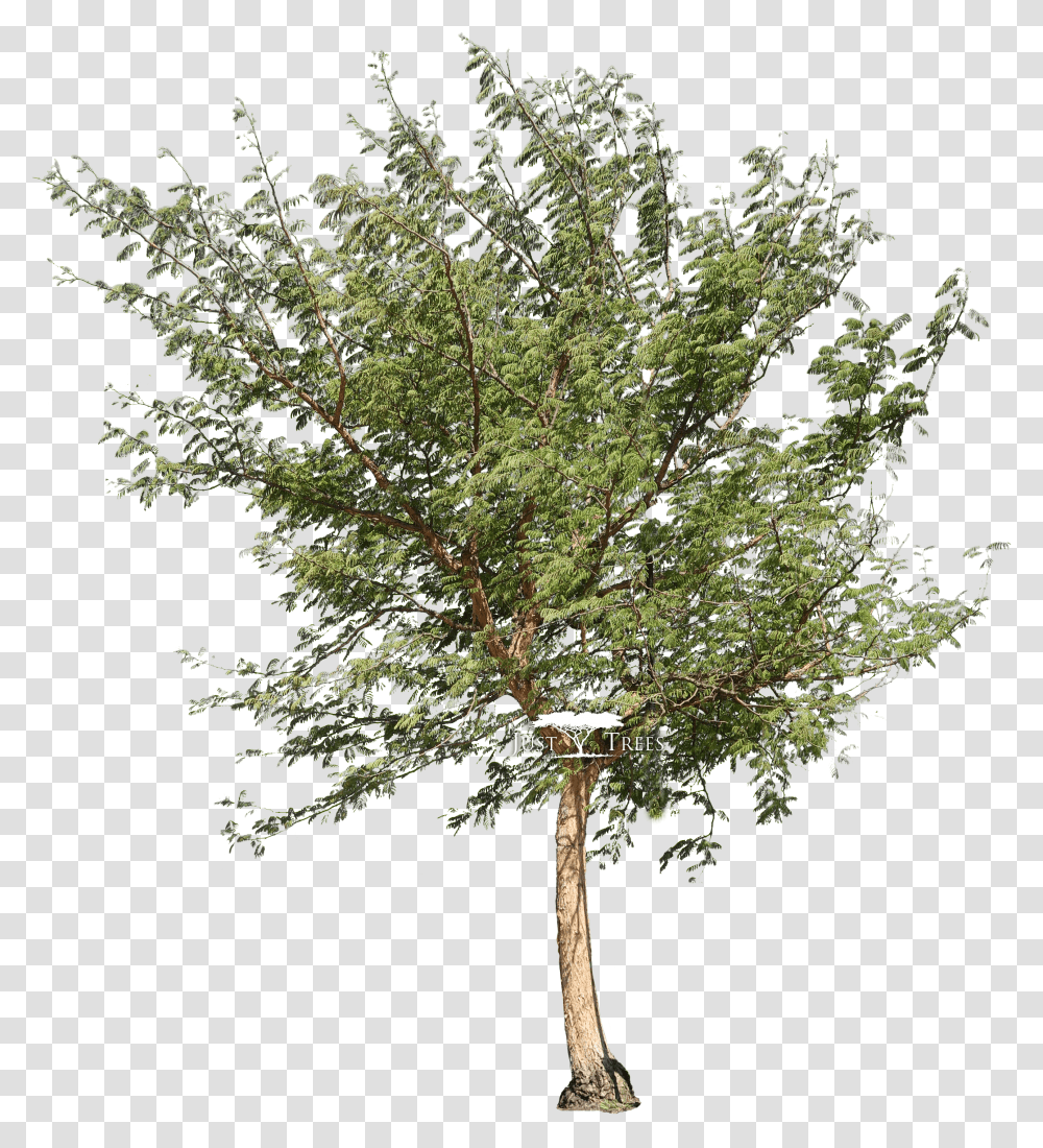 Acacia Tree Hd Download River Birch Transparent Png