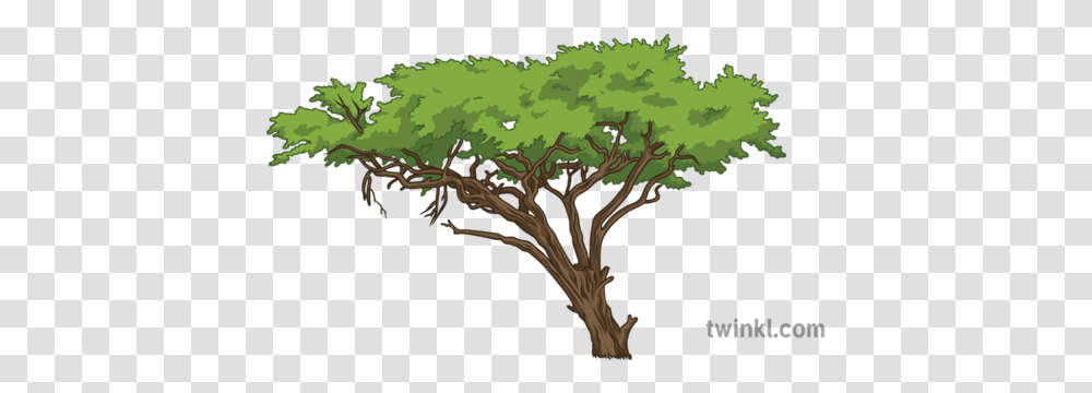 Acacia Tree Science Ecology Plants Icon, Vegetation, Bush, Land, Outdoors Transparent Png