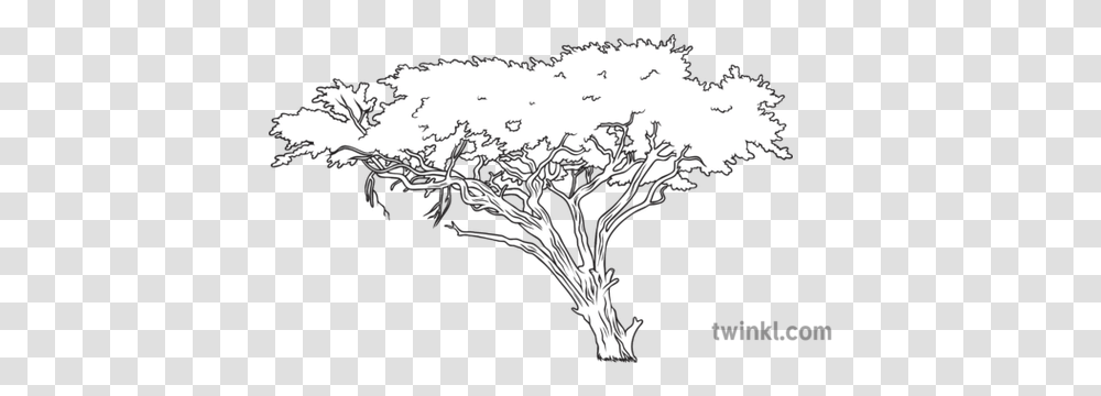 Acacia Tree Science Ecology Plants Lovely, Stencil, Vegetable, Food, Bird Transparent Png