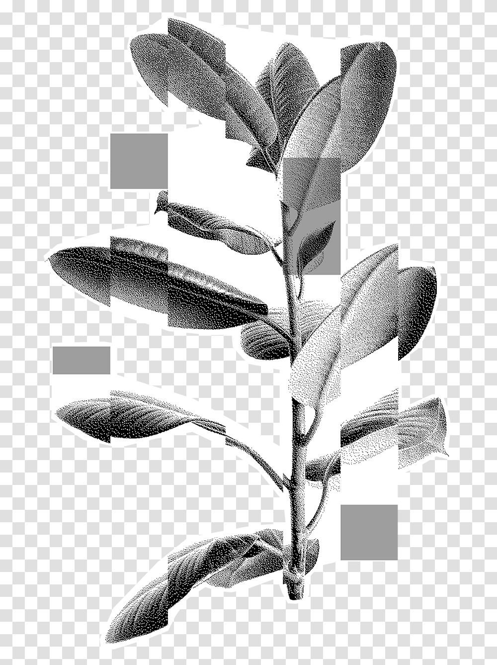 Acacia Tree Sketch, Collage, Poster, Advertisement, Plant Transparent Png