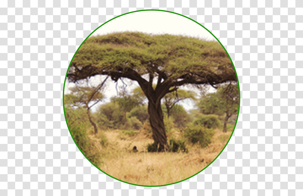Acacia Wood Bible, Tree, Plant, Vegetation, Oak Transparent Png