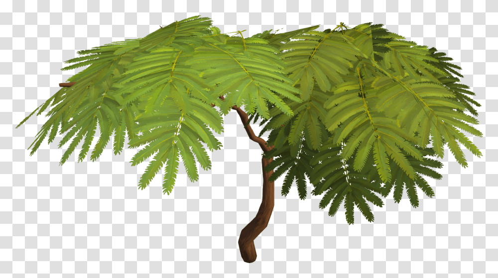 Acadian Trees, Plant, Leaf, Green, Palm Tree Transparent Png