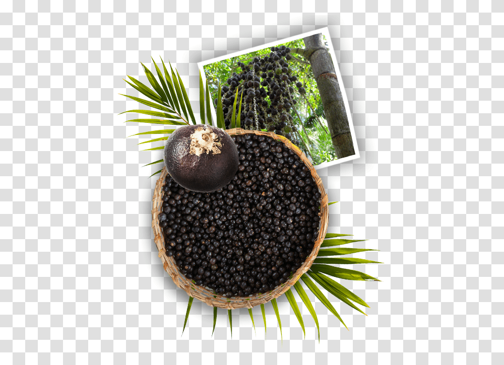 Acai Tree, Plant, Pineapple, Fruit, Food Transparent Png