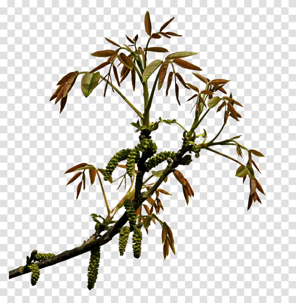 Acanthaceae, Flower, Plant, Tree Transparent Png