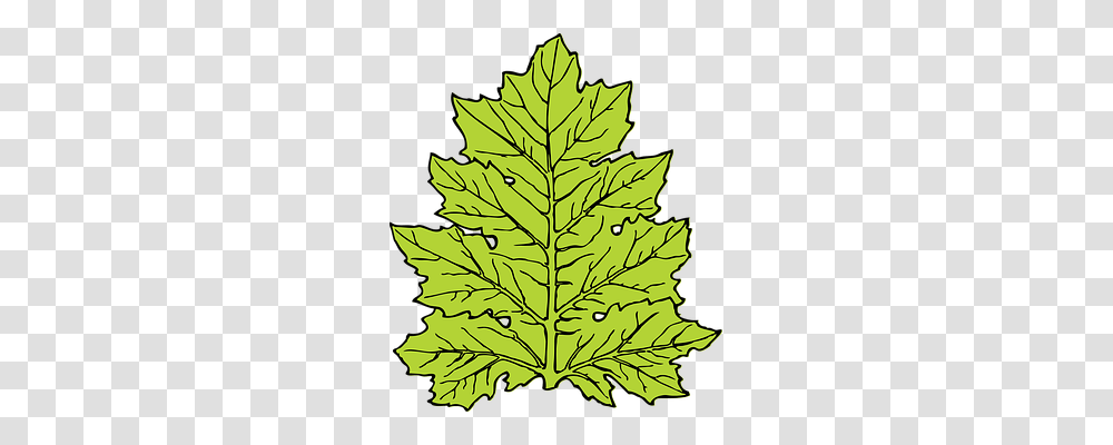 Acanthus Nature, Leaf, Plant, Tree Transparent Png