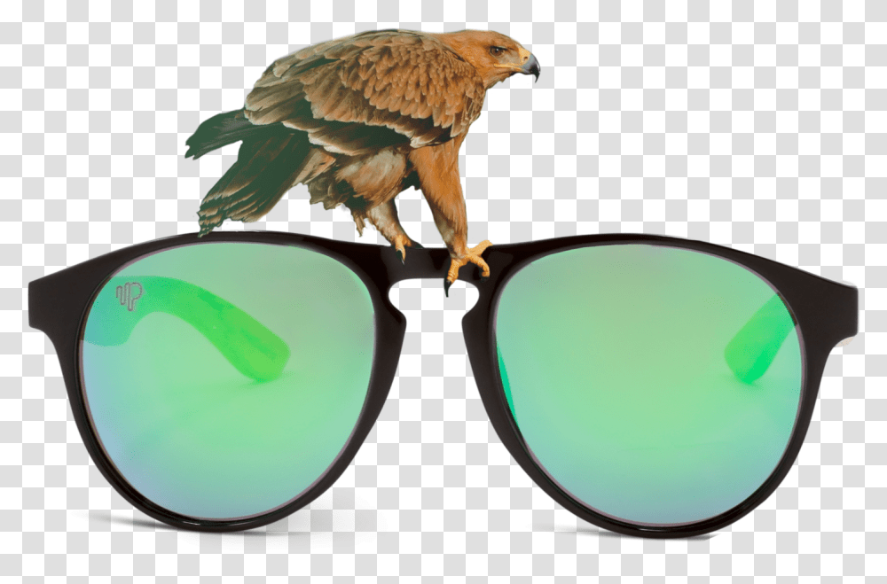 Accipitriformes, Bird, Animal, Sunglasses, Accessories Transparent Png