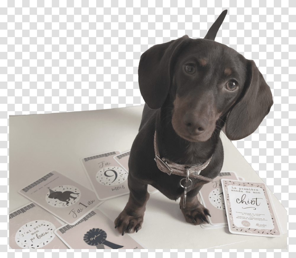 Accueil Dachshund, Dog, Pet, Canine, Animal Transparent Png