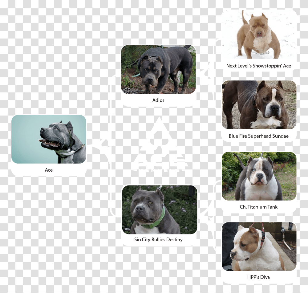 Ace Family Chart Horizontal 01 Olde English Bulldogge, Pet, Canine, Animal, Mammal Transparent Png