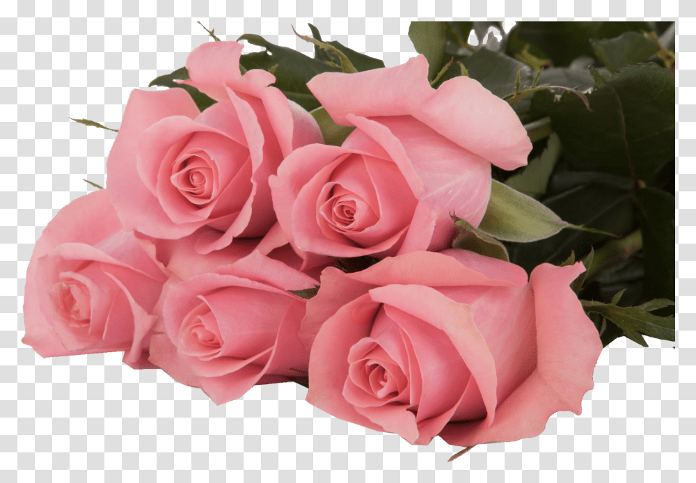 Ace Pink Subati Group Rose Ace Pink, Flower, Plant, Blossom, Flower Bouquet Transparent Png