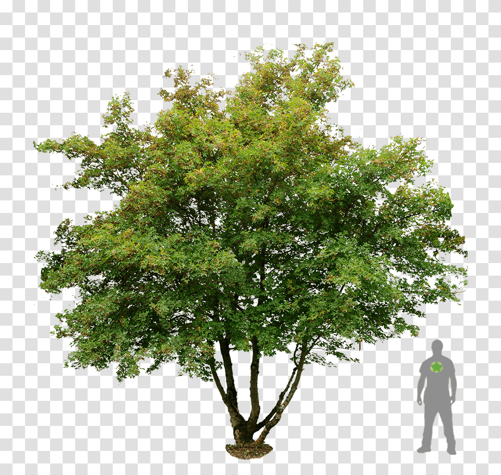 Acer Campestre, Tree, Plant, Maple, Oak Transparent Png
