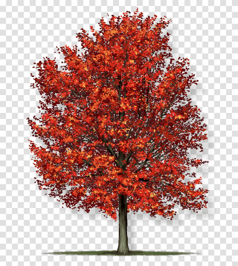 Acer Rubrum Red Maple Tree Red Maple Tree, Plant, Leaf Transparent Png