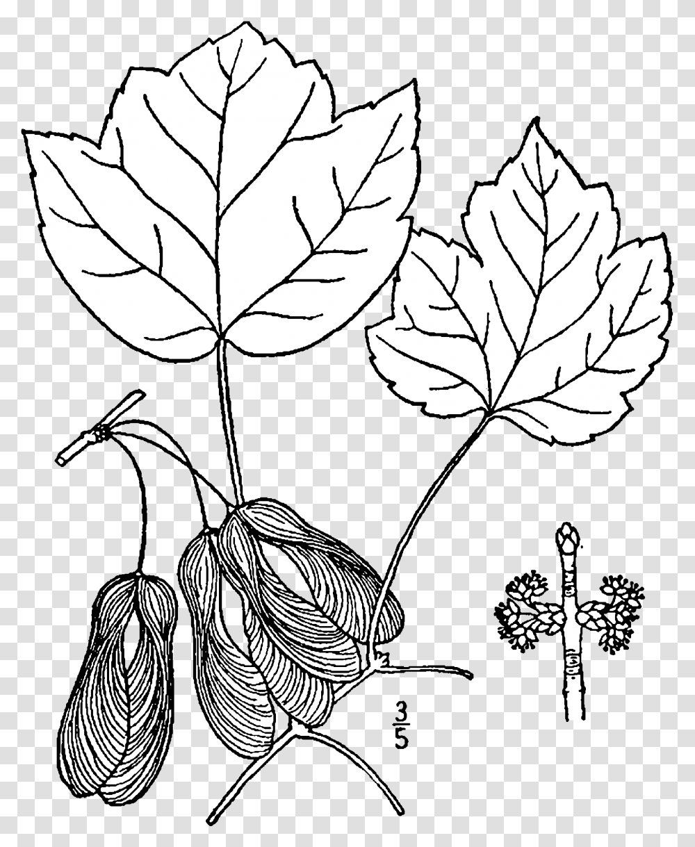 Acer Rubrum Trilobum Drawing Acer Rubrum Botanical Drawing, Leaf, Plant, Tree, Maple Leaf Transparent Png