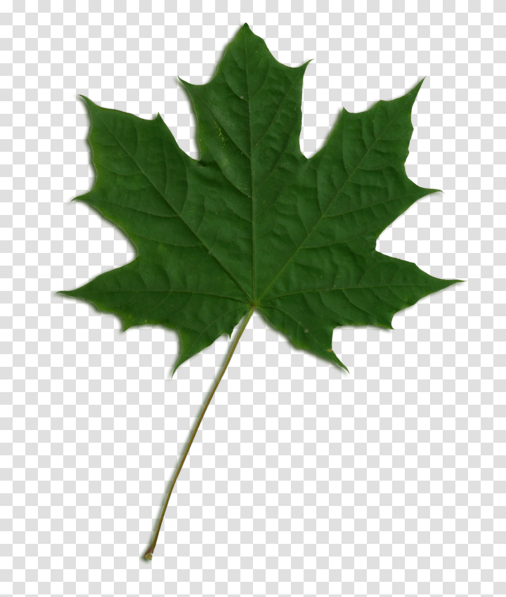 Acer Scanned Leaf, Plant, Tree, Maple, Maple Leaf Transparent Png