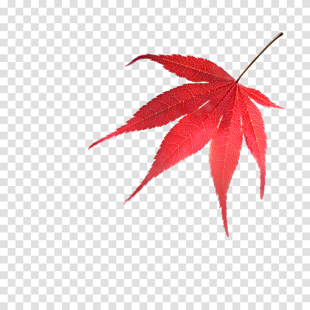 Acers To Grow, Leaf, Plant, Tree, Maple Transparent Png