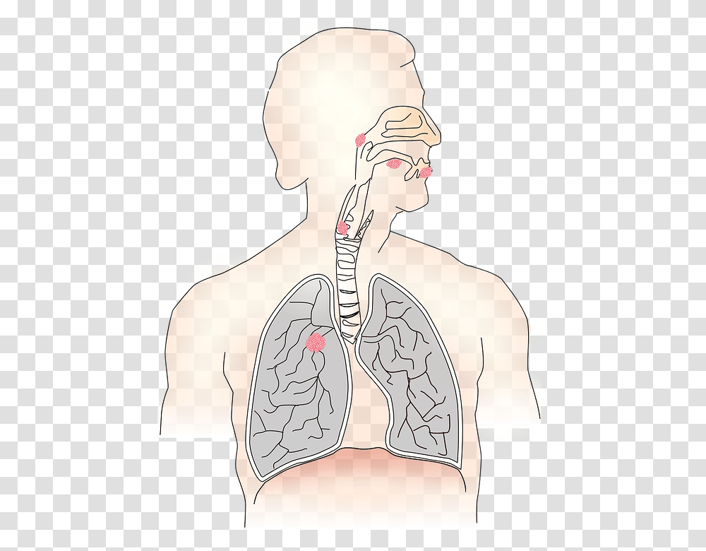 Achalasia Natural Treatment Clipart Background Photo Of Lungs, Skin, Person, Human, Shoulder Transparent Png