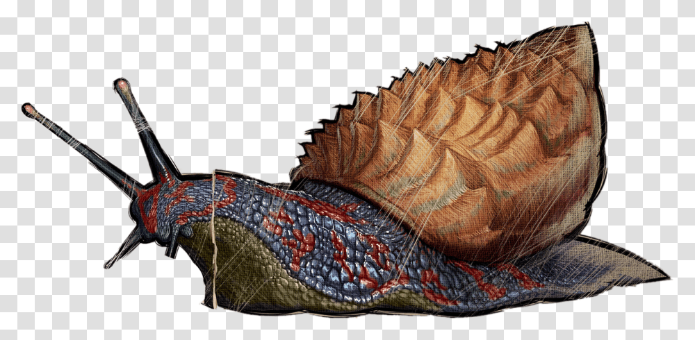 Achatina Ark, Animal, Skin, Sea Life Transparent Png