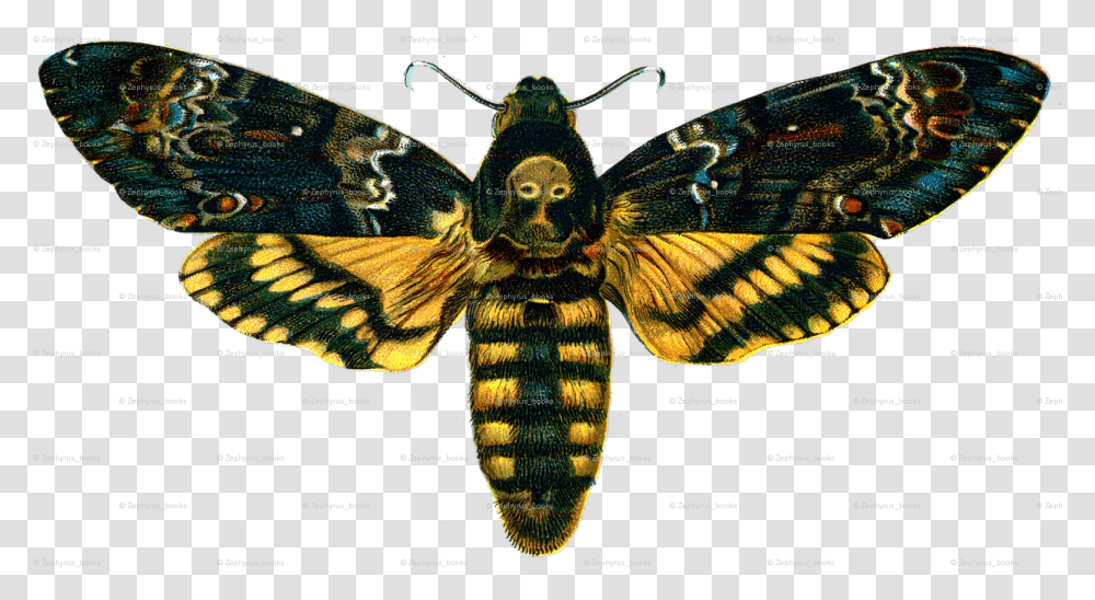 Acherontia Atropos, Insect, Invertebrate, Animal, Butterfly Transparent Png