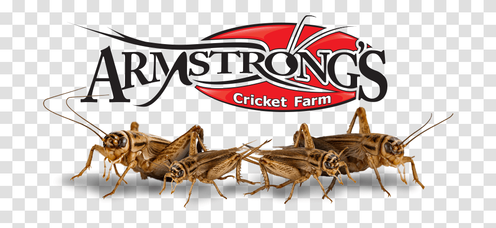 Acheta Domestica Crickets Armstrong Crickets, Cricket Insect, Invertebrate, Animal, Grasshopper Transparent Png