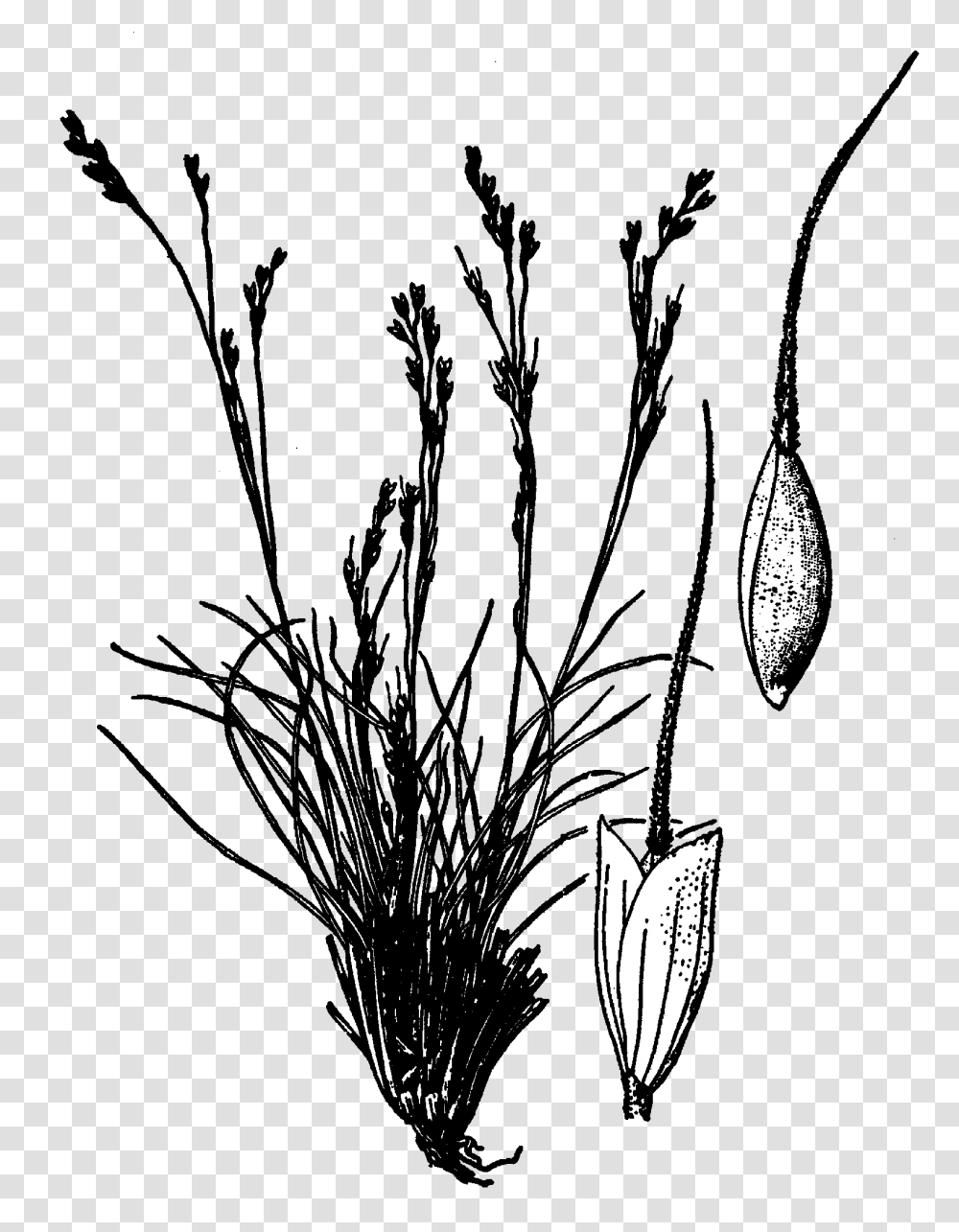 Achnatherum Hendersonii Drawing, Plant, Grass Transparent Png