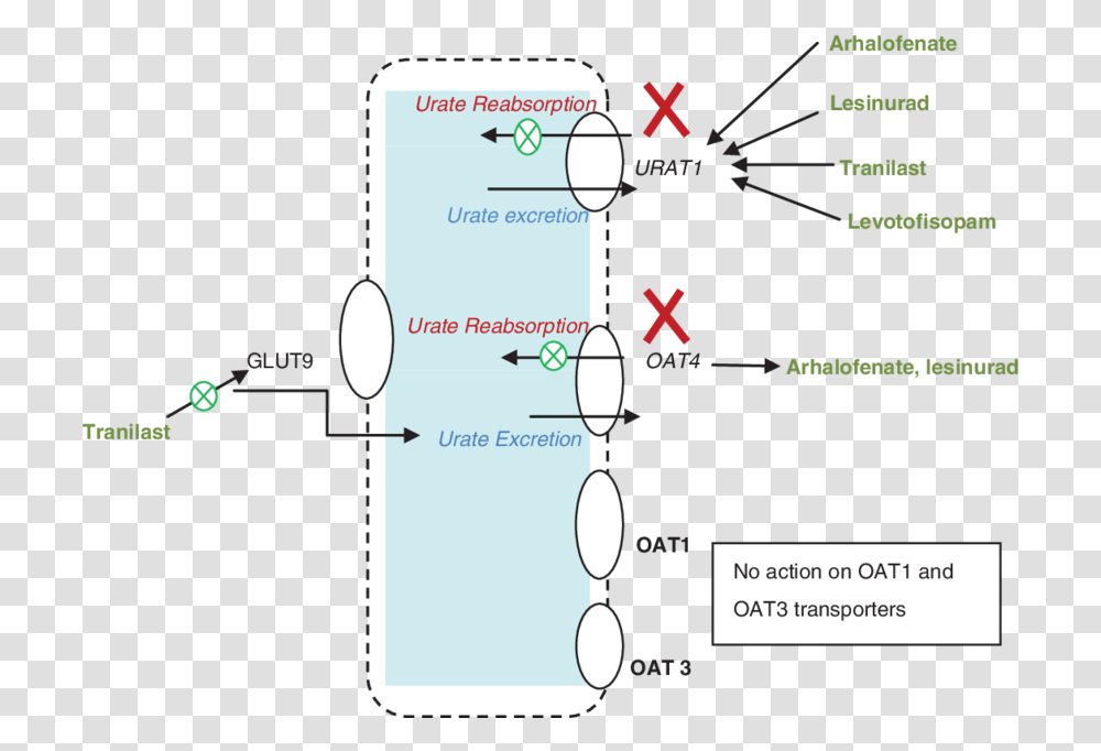Acid Uric Excretion In Kidney Mechanism, Diagram, Plot, Electronics Transparent Png