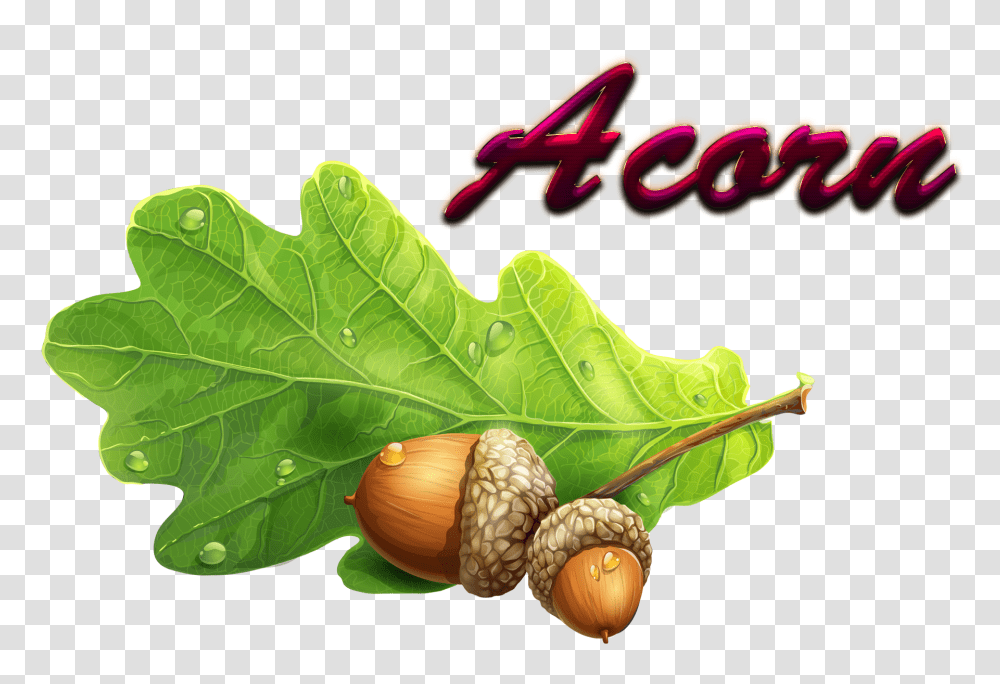 Acorn Download, Plant, Nut, Vegetable, Food Transparent Png