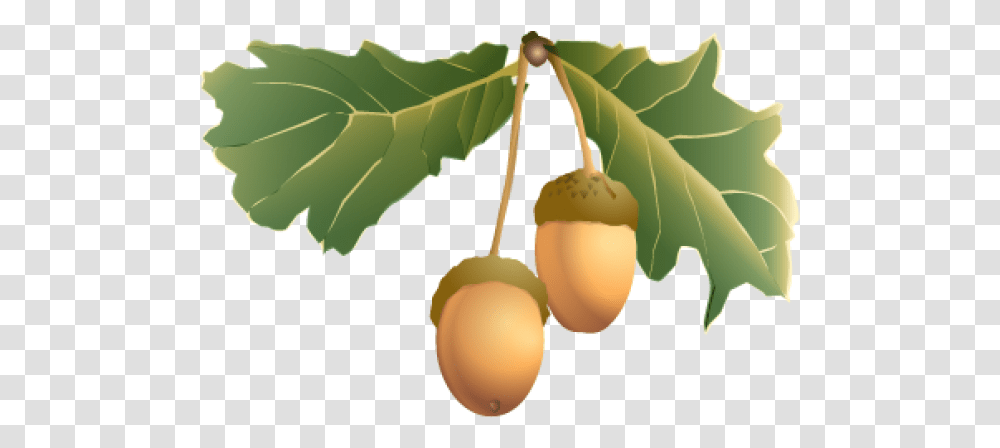 Acorn Fruit With Green Leaves Images Download Acorns Leaves Background, Plant, Seed, Grain, Produce Transparent Png