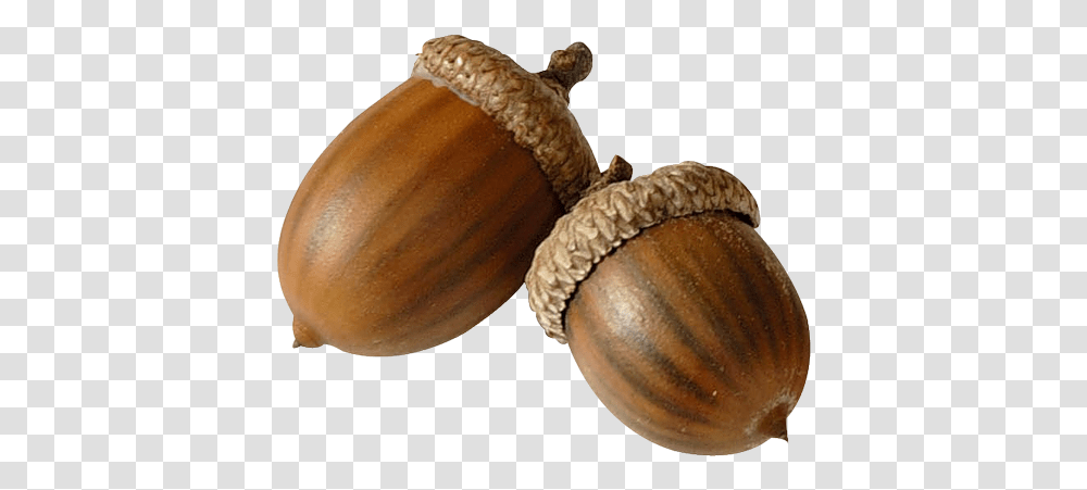 Acorn Image Gourd, Plant, Grain, Produce, Vegetable Transparent Png