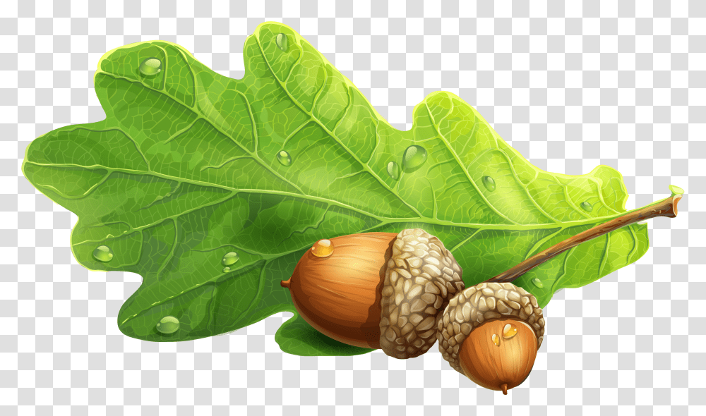 Acorn Image Oak Leaf Acorn, Plant, Seed, Grain, Produce Transparent Png