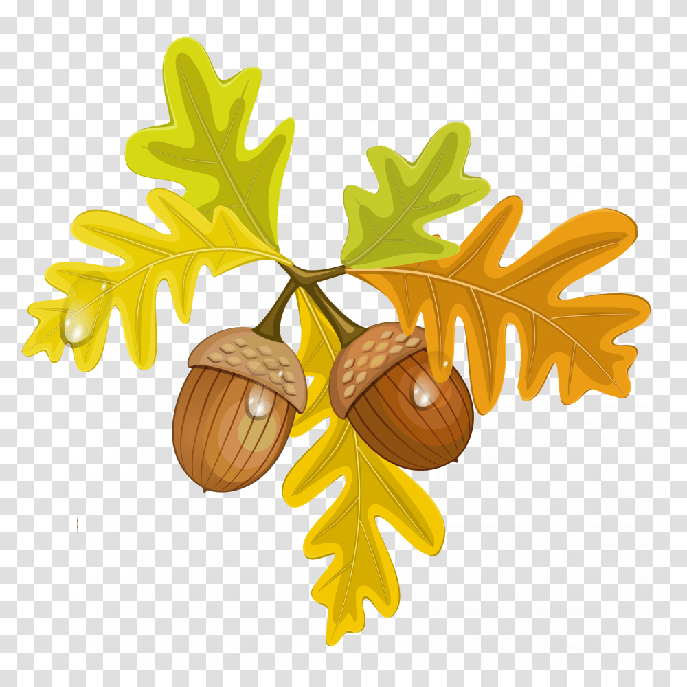 Acorn Leaf Clipart Clip Art Images, Plant, Seed, Grain, Produce Transparent Png