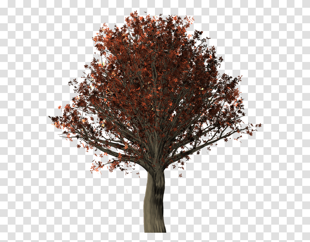 Acorn Leaf Clipart Oak Tree, Plant, Maple, Tree Trunk Transparent Png