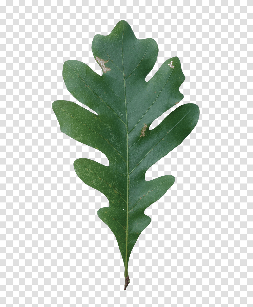 Acorn Leaf Images, Plant, Tree, Produce, Food Transparent Png