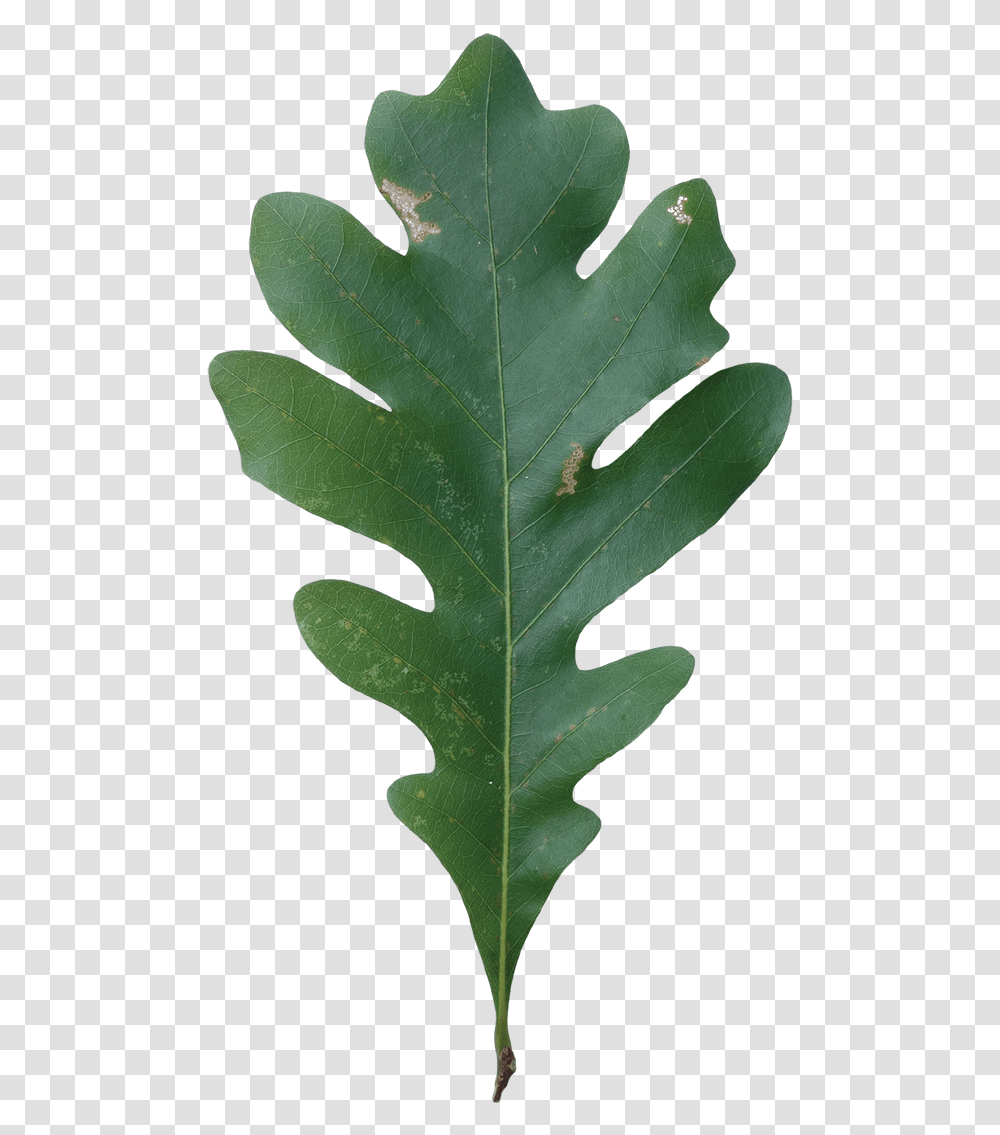 Acorn Leaf Quercus Alba White Oak Leaf, Plant, Tree, Maple Leaf, Veins Transparent Png