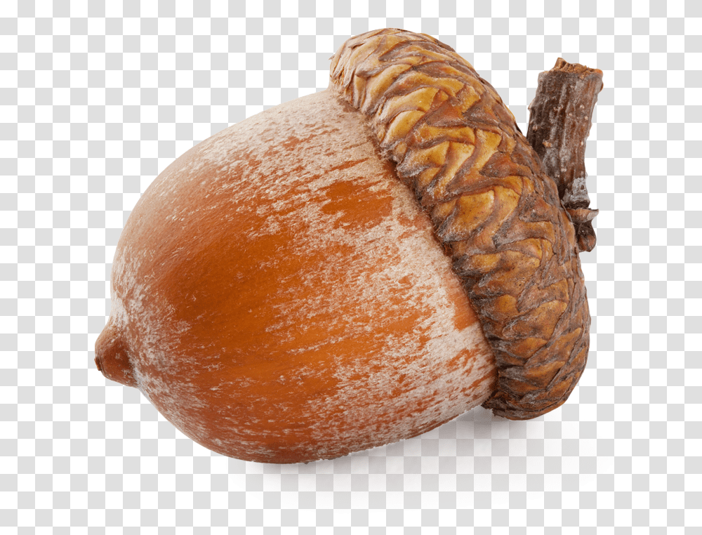 Acorn, Nature, Bread, Food, Plant Transparent Png