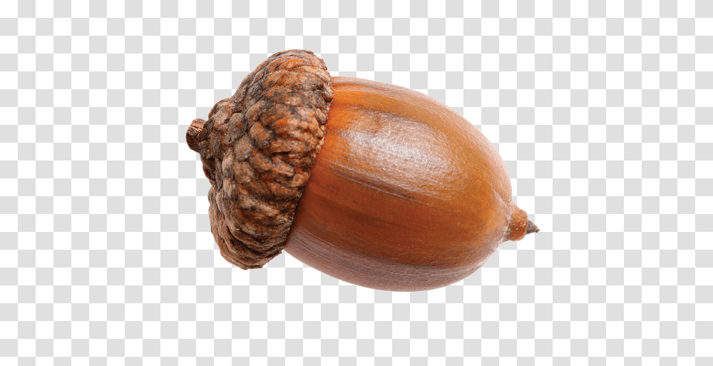 Acorn, Nature, Plant, Bread, Food Transparent Png