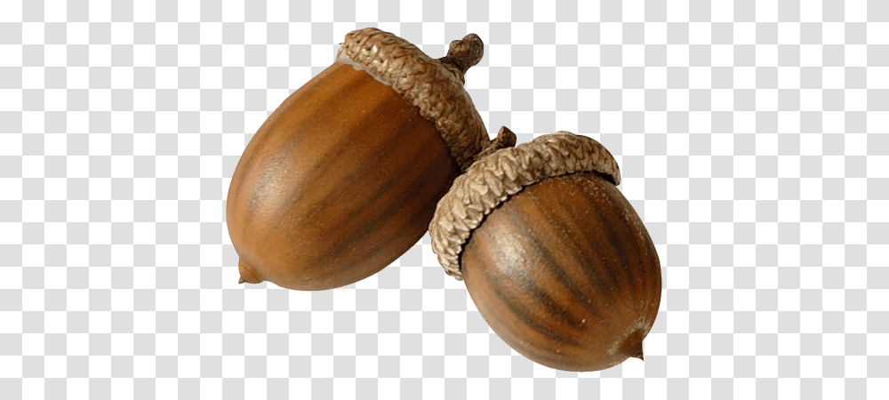 Acorn, Nature, Plant, Grain, Produce Transparent Png