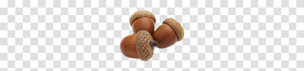 Acorn, Nature, Plant, Grain, Produce Transparent Png