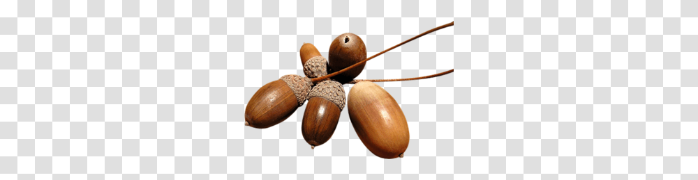 Acorn, Nature, Plant, Nut, Vegetable Transparent Png