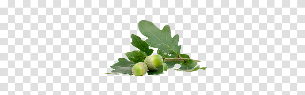 Acorn, Nature, Plant, Produce, Food Transparent Png