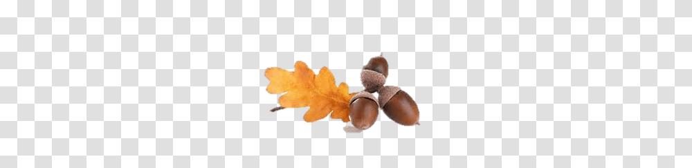 Acorn, Nature, Plant, Produce, Food Transparent Png