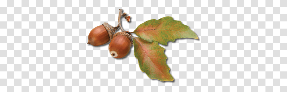 Acorn, Nature, Plant, Seed, Grain Transparent Png