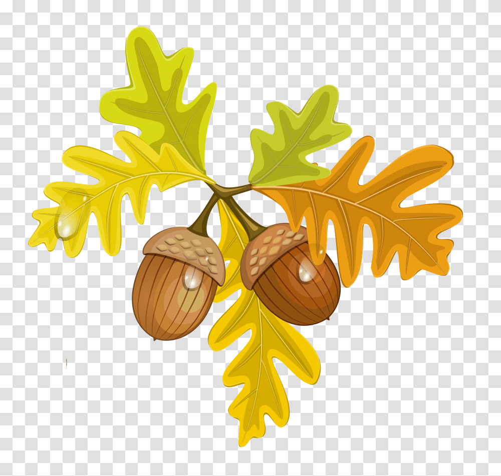 Acorn, Nature, Plant, Seed, Grain Transparent Png