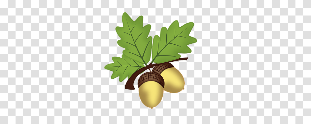 Acorn, Nature, Plant, Seed, Grain Transparent Png