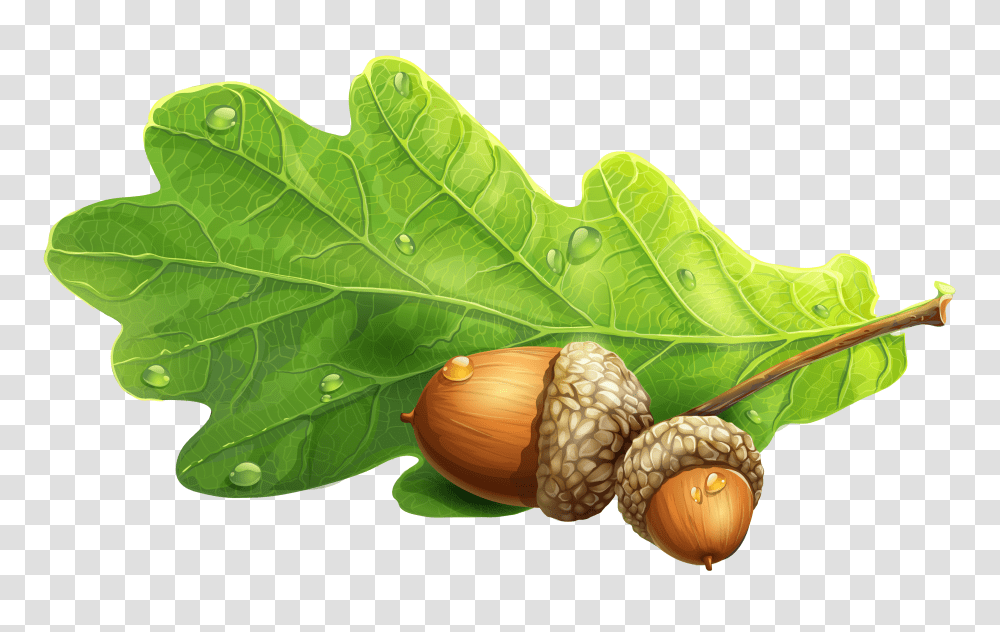 Acorn, Nature, Plant, Seed, Grain Transparent Png