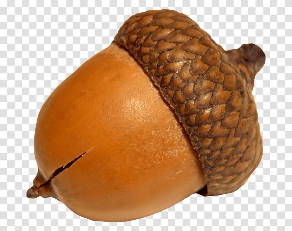 Acorn, Nature, Plant, Seed, Grain Transparent Png