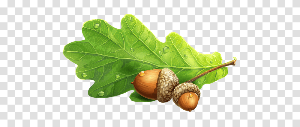 Acorn, Nature, Plant, Vegetable, Food Transparent Png