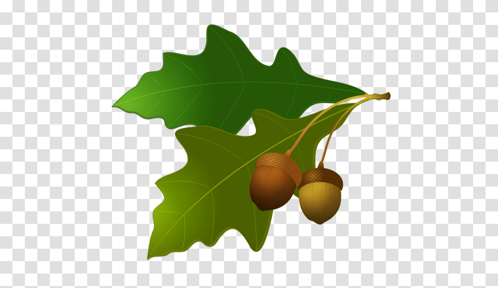 Acorn, Nature, Plant, Vegetable, Food Transparent Png