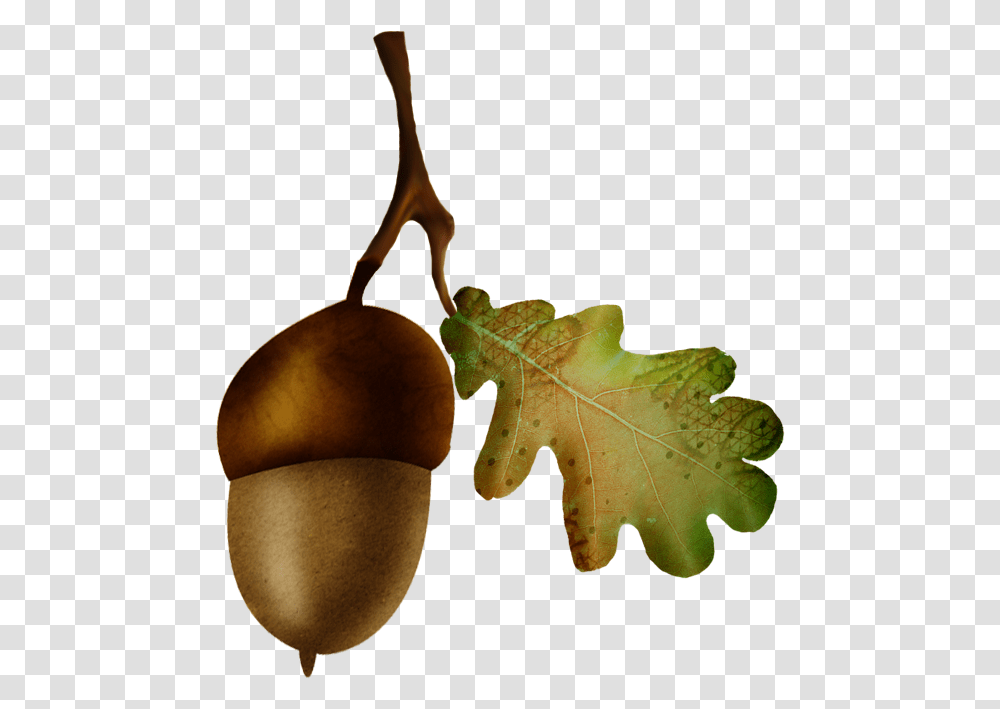 Acorn Oak Nut Fruit Gambel Oak, Plant, Leaf, Produce, Food Transparent Png