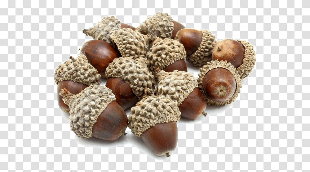 Acorn Photo Acorns, Plant, Nut, Vegetable, Food Transparent Png