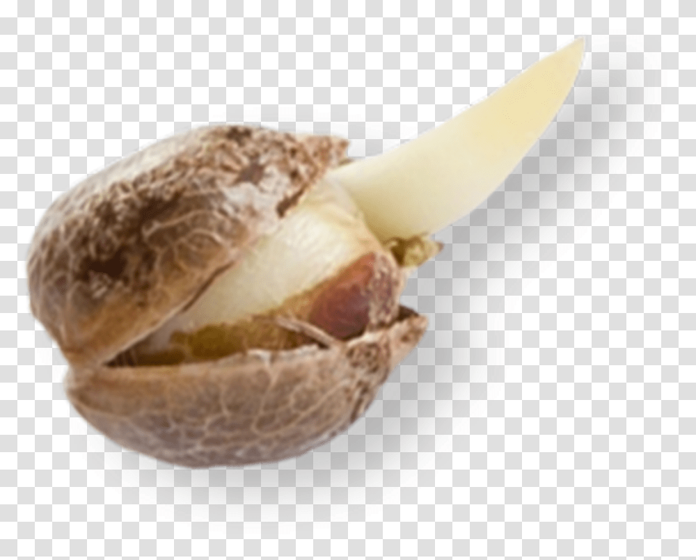 Acorn, Plant, Food, Vegetable, Nut Transparent Png